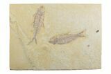 Plate With Two Fossil Fish (Knightia) - Wyoming #369515-1